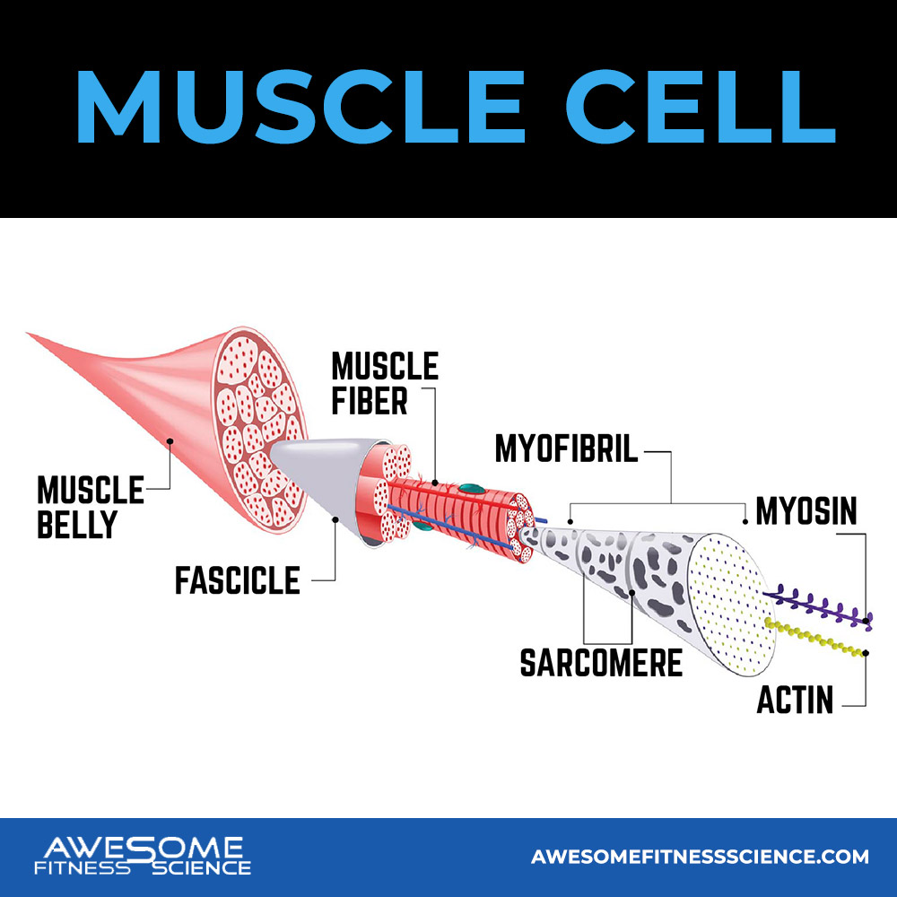 Muscle-cell