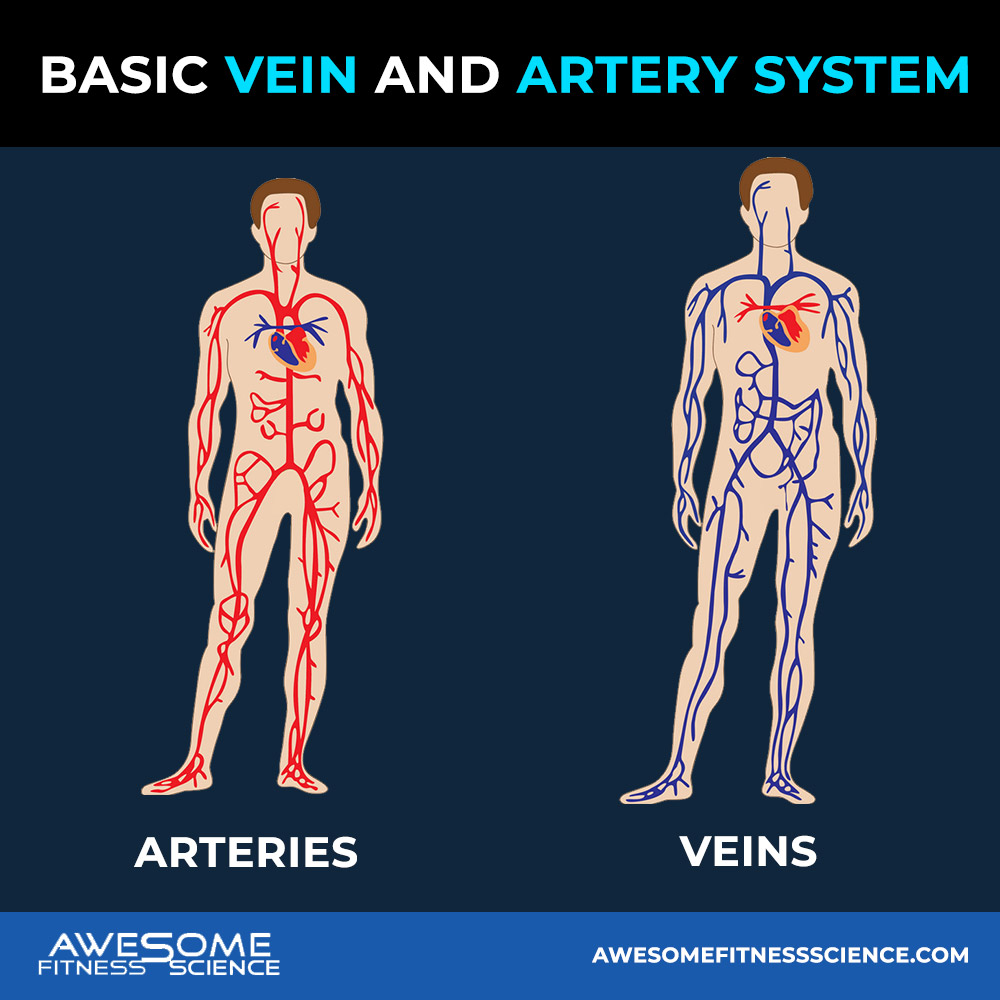 basic-vein-and-artery-system