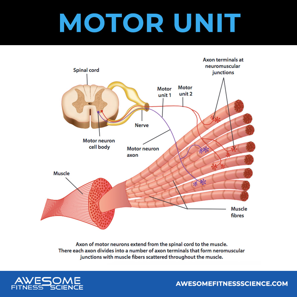 motor-units